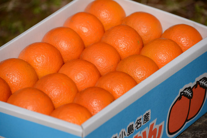 箱詰めされたタンカン