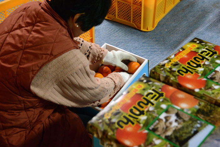 タンカンの箱詰め作業