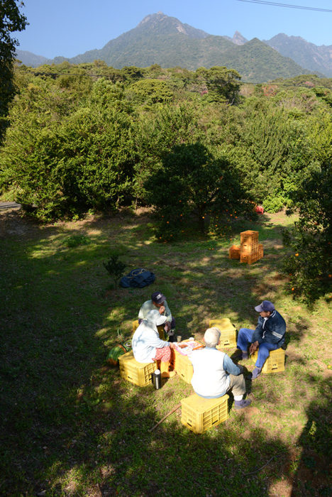 ポンカン・タンカン収穫作業中の休憩風景