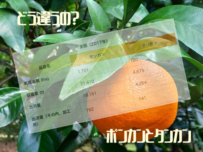 ポンカンとタンカンの違いを表現した画像