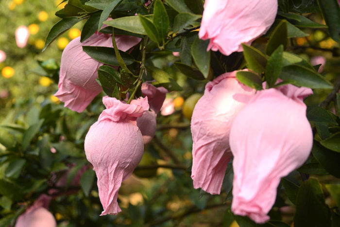ポンカンやタンカンを保護するために着せるサンテ