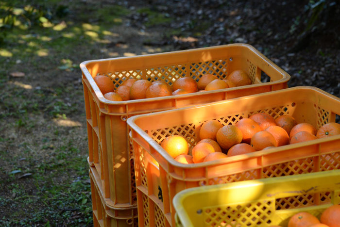 タンカンがキャリーにいっぱい詰まっている写真
