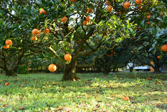 樹の上で完熟を迎えるポンカン・タンカン