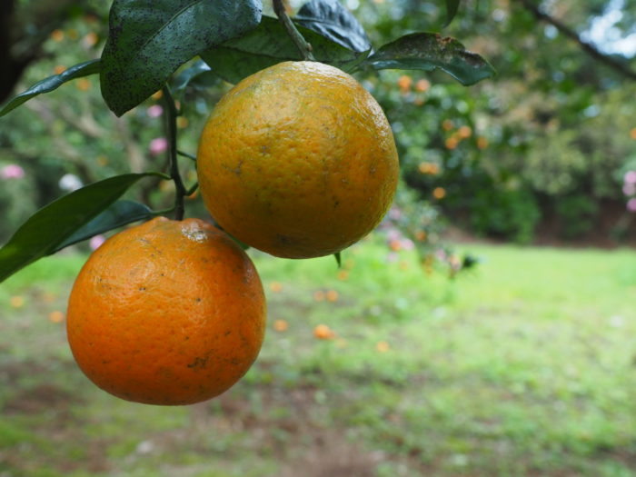 完熟するまえに収穫されるポンカン・タンカン