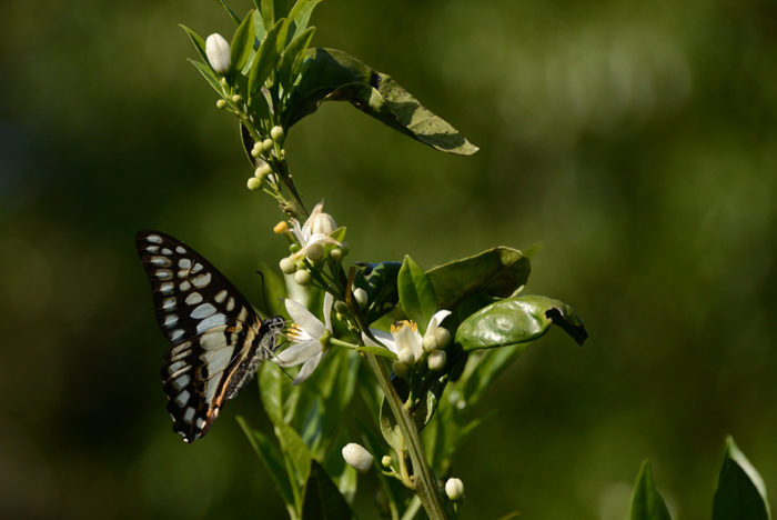タンカンの花に引き寄せられるアサギマダラ