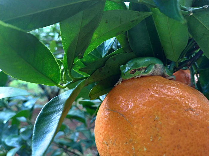 タンカンの実と葉の間に実を潜めて休んでいるアマガエル