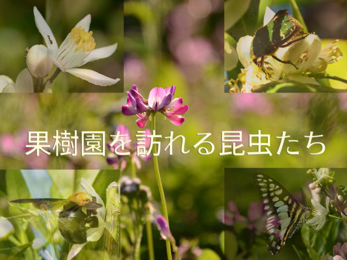 まごころ果樹園に集まる昆虫たち