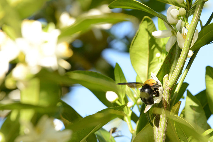 タンカンの花の蜜を吸いに来たキムネクマバチ