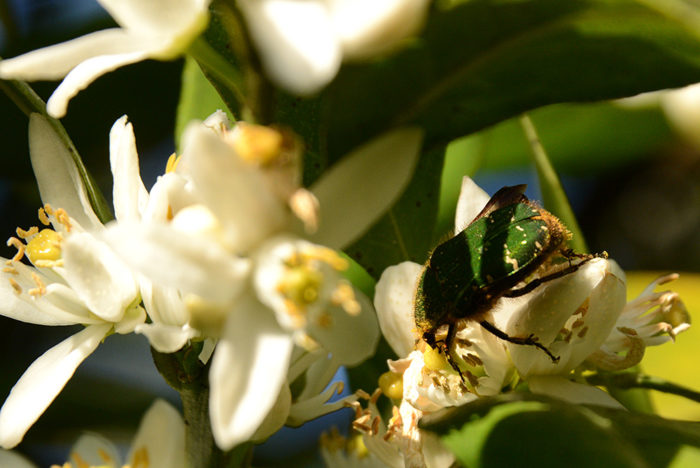 タンカンの花に集まるコアオハナムグリ