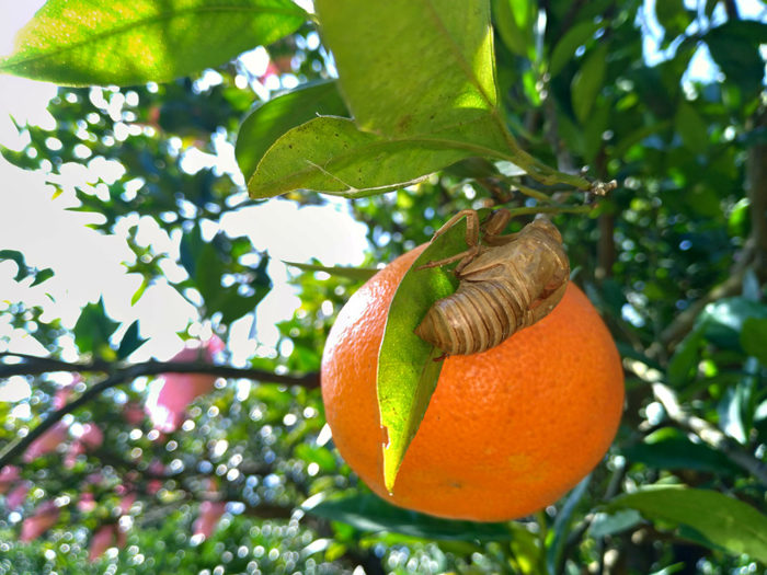 半年以上葉裏に付いたままのアブラゼミの抜け殻