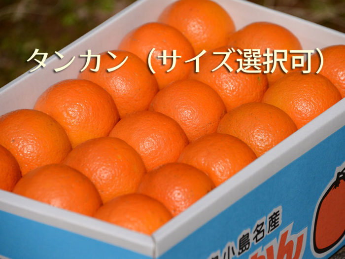 タンカン単品(サイズ選択可)という商品画像